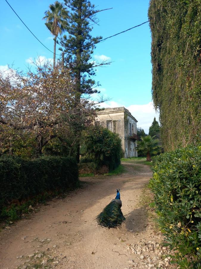Villa Feia Katákolo Kültér fotó
